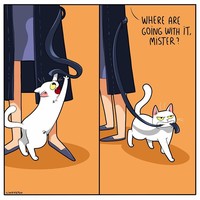 Ketika memelihara seekor kucing, ada saja tingkahnya yang membuat kita gemas. Beberapa di antaranya digambarkan dalam bentuk komik berikut ini.