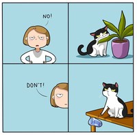 Ketika memelihara seekor kucing, ada saja tingkahnya yang membuat kita gemas. Beberapa di antaranya digambarkan dalam bentuk komik berikut ini.