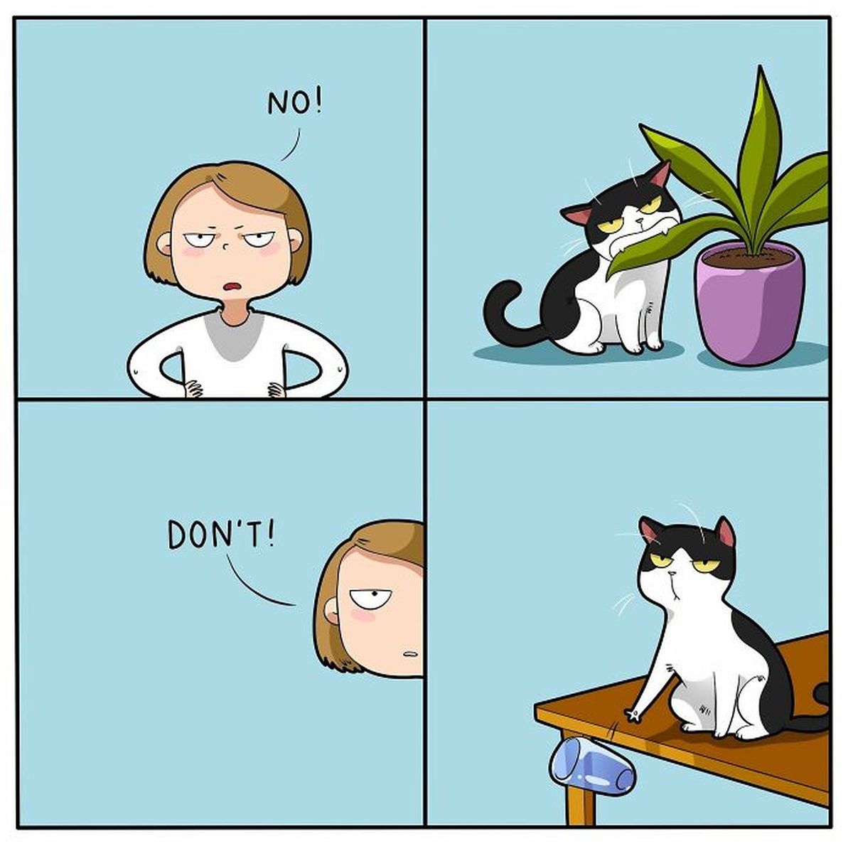 animasi kucing lucu