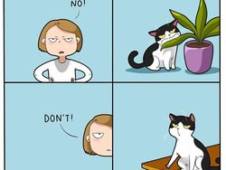 Komik Lucu Soal Kucing yang Bikin Kaya Pembacanya