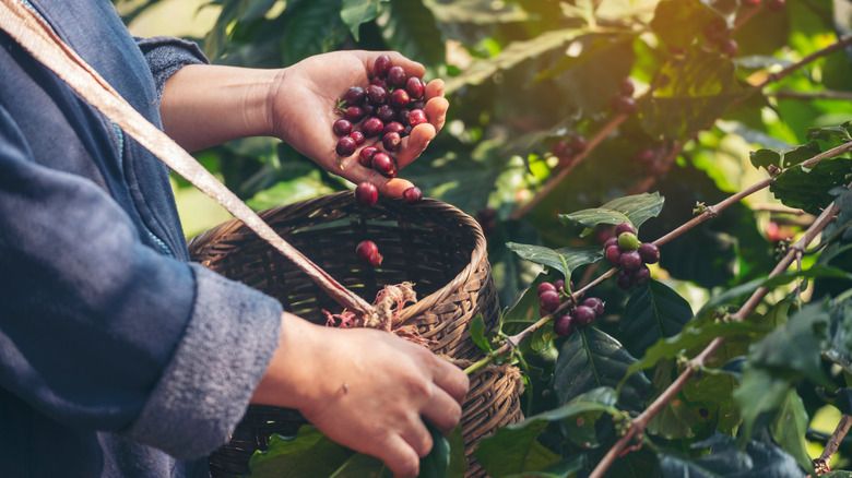 Kopi Maragogipe, Kopi Langka Asal Brazil yang Rasanya Istimewa