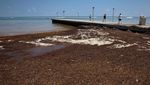 Potret Pantai di Florida Dikepung Rumput Laut