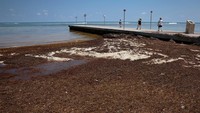 Rumput laut yang terdampar memenuhi pantai di Key West, Florida, Amerika Serikat, Kamis (18/5/2023).