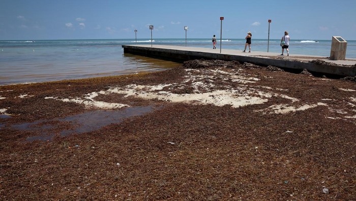 KEY WEST, FLORIDA - MAY 18: Sargassum floats along the shoreline  on May 18, 2023 in Key West, Florida. Reports indicate that as summer progresses, a huge mass of sargassum seaweed which has formed in the Atlantic Ocean is possibly headed for the Florida coastlines and shores throughout the Gulf of Mexico. The sargassum, a naturally occurring type of macroalgae, is reported to span more than 5,000 miles. (Photo by Joe Raedle/Getty Images)