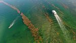 Potret Pantai di Florida Dikepung Rumput Laut