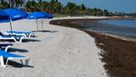 Potret Pantai di Florida Dikepung Rumput Laut