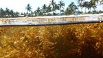 Potret Pantai di Florida Dikepung Rumput Laut