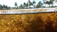 Pantai di Key West dipenuhi rumput laut Sargassum yang terbentuk di Samudra Atlantik.  