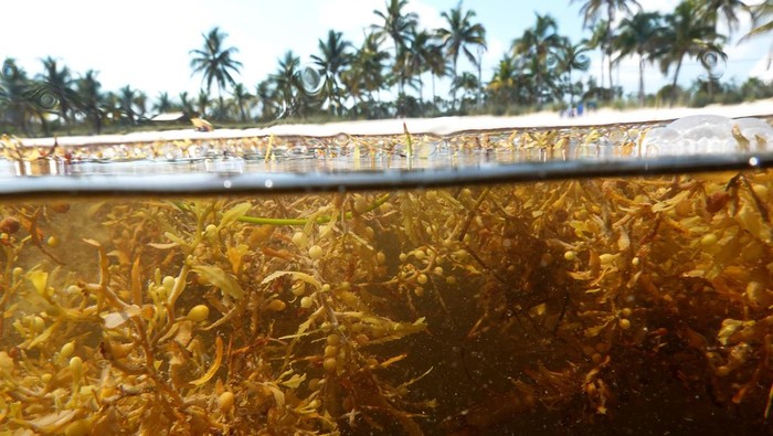 KEY WEST, FLORIDA - MAY 18: Sargassum floats along the shoreline  on May 18, 2023 in Key West, Florida. Reports indicate that as summer progresses, a huge mass of sargassum seaweed which has formed in the Atlantic Ocean is possibly headed for the Florida coastlines and shores throughout the Gulf of Mexico. The sargassum, a naturally occurring type of macroalgae, is reported to span more than 5,000 miles. (Photo by Joe Raedle/Getty Images)
