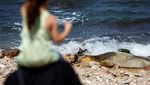 Potret Anjing Laut Langka Muncul di Pantai Israel