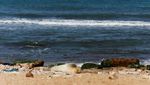 Potret Anjing Laut Langka Muncul di Pantai Israel
