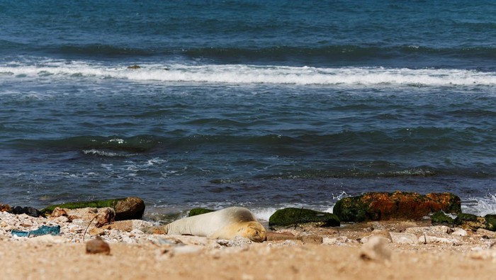 An endangered and rare female Mediterranean monk seal visits the shore of Jaffa, Israel, May 15, 2023. REUTERS/Amir Cohen