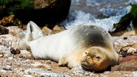 Populasi anjing laut biksu Mediterania global diperkirakan antara 400 dan 500, menempatkannya di antara mamalia laut paling langka, kata Baz.  