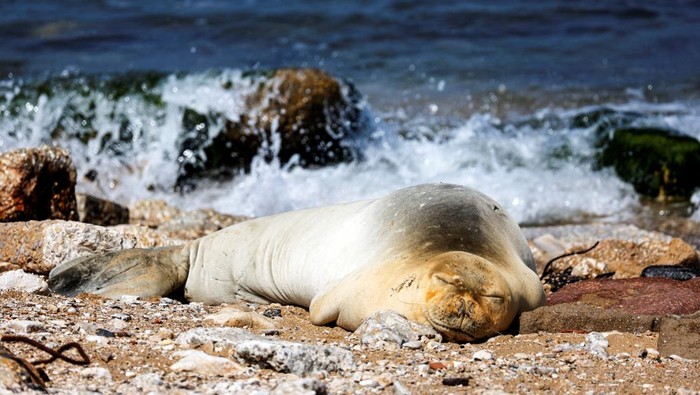 An endangered and rare female Mediterranean monk seal visits the shore of Jaffa, Israel, May 15, 2023. REUTERS/Amir Cohen