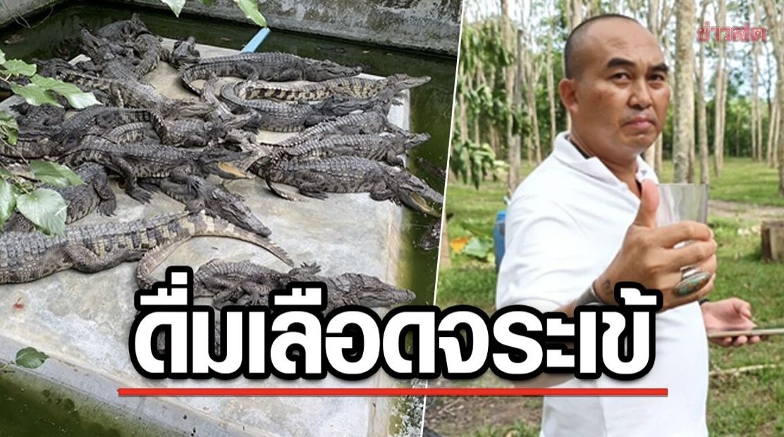 Pria Ini Rajin Minum Darah Buaya Campur Alkohol Agar Bugar