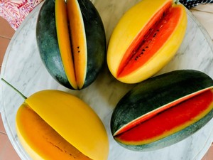Agrowisata di Karanganyar Mampu Hasilkan 4 Semangka Premium, Kok Bisa?