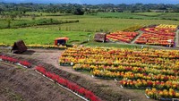 Hamparan bunga Celosia berwarna merah dan kuning yang ditanam di lahan seluas tiga hektare tersebut menjadi destinasi wisata baru bagi wisatawan dari kabupaten dan kota se Provinsi Gorontalo.