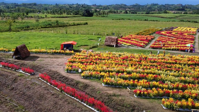 Wisata bunga Celosia di Boalemo Foto aerial hamparan bunga di wisata bunga Celosia di Wonosari, Kabupaten Boalemo, Gorontalo, Kamis (18/5/2023). Hamparan bunga Celosia berwarna merah dan kuning yang ditanam di lahan seluas tiga hektare tersebut menjadi destinasi wisata baru bagi wisatawan dari kabupaten dan kota se Provinsi Gorontalo, setiap pengunjung dikenakan tarif Rp10 ribu sekali masuk. ANTARA FOTO/Adiwinata Solihin/hp.