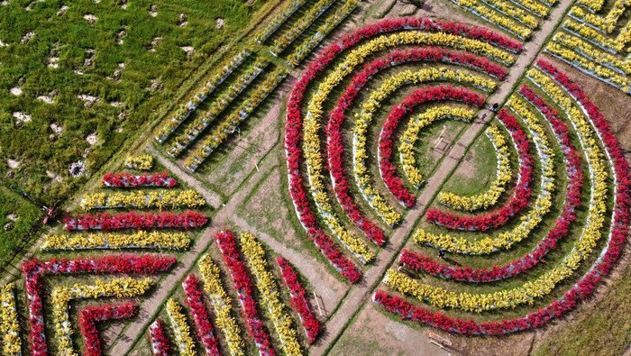 Wisata bunga Celosia di Boalemo Foto aerial hamparan bunga di wisata bunga Celosia di Wonosari, Kabupaten Boalemo, Gorontalo, Kamis (18/5/2023). Hamparan bunga Celosia berwarna merah dan kuning yang ditanam di lahan seluas tiga hektare tersebut menjadi destinasi wisata baru bagi wisatawan dari kabupaten dan kota se Provinsi Gorontalo, setiap pengunjung dikenakan tarif Rp10 ribu sekali masuk. ANTARA FOTO/Adiwinata Solihin/hp.