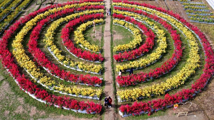 Wisata bunga Celosia di Boalemo Foto aerial hamparan bunga di wisata bunga Celosia di Wonosari, Kabupaten Boalemo, Gorontalo, Kamis (18/5/2023). Hamparan bunga Celosia berwarna merah dan kuning yang ditanam di lahan seluas tiga hektare tersebut menjadi destinasi wisata baru bagi wisatawan dari kabupaten dan kota se Provinsi Gorontalo, setiap pengunjung dikenakan tarif Rp10 ribu sekali masuk. ANTARA FOTO/Adiwinata Solihin/hp.