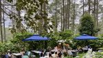 Ngeteh Cantik di Kafe Tengah Hutan Pinus Cikole Bandung