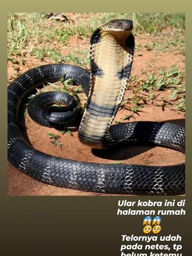 Lydia Kandou temukan ular Kobra di rumahnya.