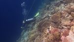 Menyusuri Keindahan Bawah Laut Pulau Tomia Wakatobi