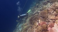 Menurut Dinas Pariwisata Sulawesi Tenggara kunjungan wisatawan mancanegara ke Wakatobi mulai mengalami peningkatan dalam beberapa bulan terakhir sejak akses transportasi udara kembali di buka. 