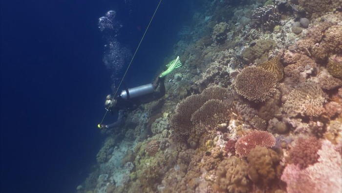 Wisatawan asing didampingi pegiat Wakatobi Dive Trip menyelam di bawah laut spot fan 38 Pulau Tomia, Wakatobi, Sulawesi Tenggara, Kamis (18/5/2023). Menurut Dinas Pariwisata Sulawesi Tenggara kunjungan wisatawan mancanegara ke Wakatobi mulai mengalami peningkatan dalam beberapa bulan terakhir sejak akses transportasi udara kembali di buka. ANTARA FOTO/Jojon/tom.