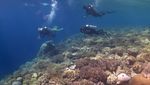 Menyusuri Keindahan Bawah Laut Pulau Tomia Wakatobi