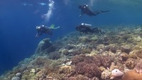 Wisata bawah laut Pulau Tomia menjadi salah satu wisata populer di Wakatobi.