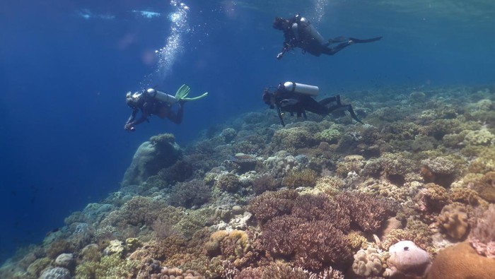 Wisatawan asing didampingi pegiat Wakatobi Dive Trip menyelam di bawah laut spot fan 38 Pulau Tomia, Wakatobi, Sulawesi Tenggara, Kamis (18/5/2023). Menurut Dinas Pariwisata Sulawesi Tenggara kunjungan wisatawan mancanegara ke Wakatobi mulai mengalami peningkatan dalam beberapa bulan terakhir sejak akses transportasi udara kembali di buka. ANTARA FOTO/Jojon/tom.