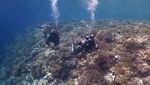 Menyusuri Keindahan Bawah Laut Pulau Tomia Wakatobi