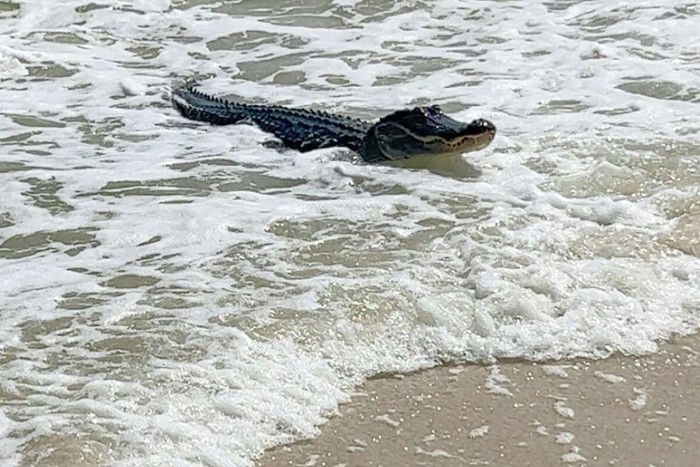 Aligator di pantai