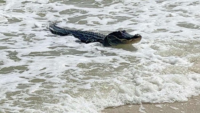 Aligator di pantai