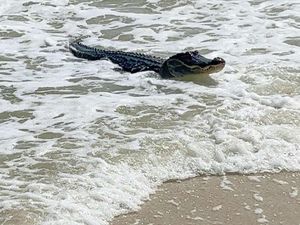 Turis Ini Jumpa Aligator Berjemur saat Asyik Liburan di Pantai