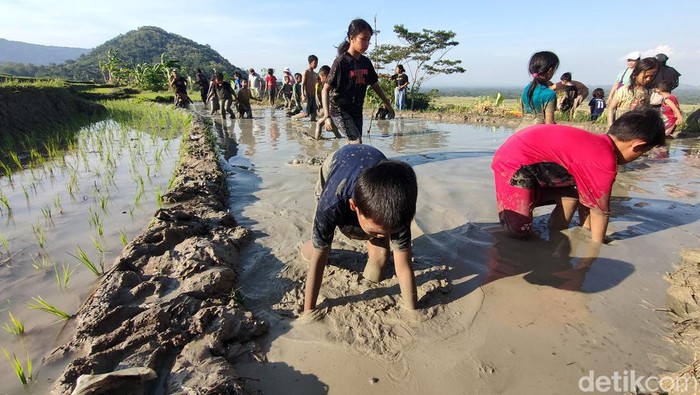 Anak-anak nggogoh iwak di persawahan kompleks Dadap Sumilir, Kalurahan Pendoworejo, Kapanewon Girimulyo, Kulon Progo, Minggu (21/5/2023).