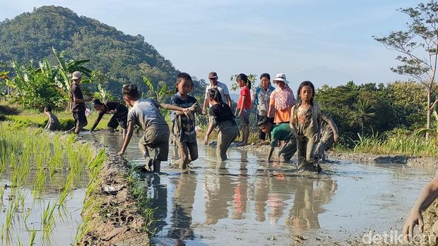 Anak-anak nggogoh iwak di persawahan kompleks Dadap Sumilir, Kalurahan Pendoworejo, Kapanewon Girimulyo, Kulon Progo, Minggu (21/5/2023).