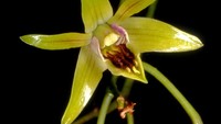 Sofi menjelaskan, species dengan anggota terbesar seperti Dendrobium dan Bulbophyllum kerap menjadi objek penelitian. Sebab, genus ini berpotensi taksonomi dalam hal penamaan, klasifikasi ilmiah, atau temuan spesies baru.Saking banyaknya anggota genus ini menyebabkan pengelompokannya kerap dikaji ulang. Apalagi setelah penamaan berdasarkan DNA, tuturnya. Foto: Dendrobium capra (Wikimedia commons)