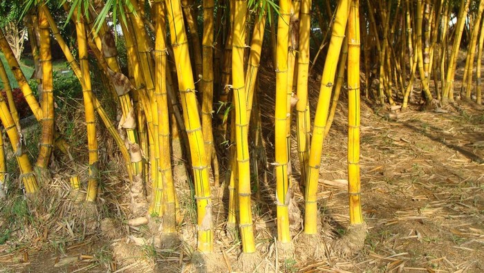 Bishnu sarangia atau bambu kuning