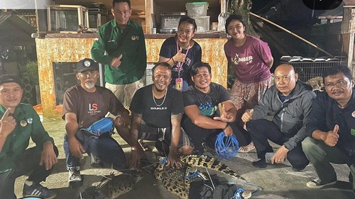 Balai Konservasi Sumber Daya Alam (BKSDA) Bali saat mengamankan dua buaya jenis crocodilus porosus di desa Gumbrih, Kecamatan Pekutatan, Kabupaten Jembrana, Sabtu (20/5/2023) malam.