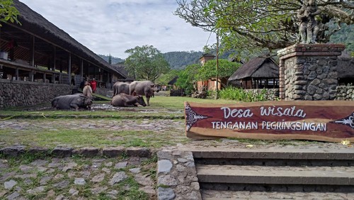 Wisatawan yang berkunjung ke Desa Wisata Tenganan Pegringsingan, Kecamatan Manggis, Karangasem, meningkat 50 persen.