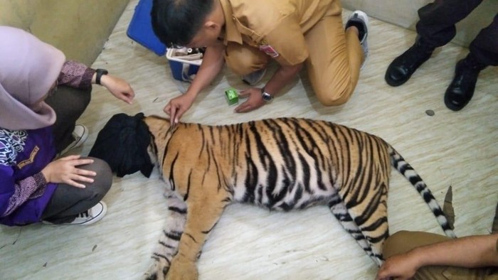 Harimau Sumatera