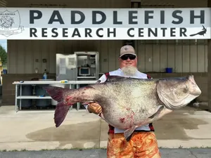 Heboh Pemancing Tangkap Ikan Mas Raksasa Seberat 50 Kg
