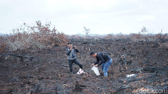 Lahan terbakar di Bengkalis.