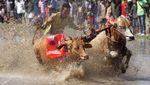 Melihat Tradisi Karapan Sapi Brujul di Probolinggo