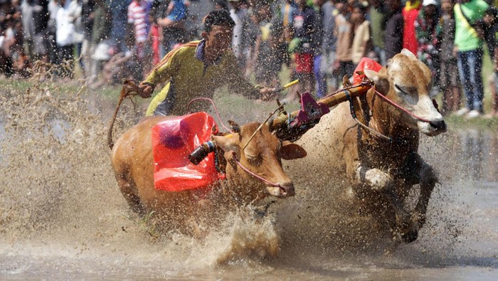 Peserta beradu cepat dalam Karapan Sapi Brujul di Lapangan Semeru, Kademangan, Probolinggo, Jawa Timur, Minggu (21/5/2023). Karapan Sapi Brujul yang telah ditetapkan sebagai warisan budaya tak benda oleh Kementerian Pendidikan dan Kebudayaan tersebut diikuti 37 peserta dari berbagai daerah yang diharapkan dapat mendukung sektor pariwisata Kota Probolinggo. ANTARA FOTO/Umarul Faruq/nym.