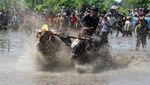 Melihat Tradisi Karapan Sapi Brujul di Probolinggo