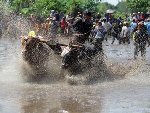 Melihat Serunya Petani Probolinggo Adu Cepat di Karapan Sapi Brujul