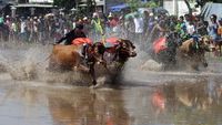 Melihat Tradisi Karapan Sapi Brujul Di Probolinggo